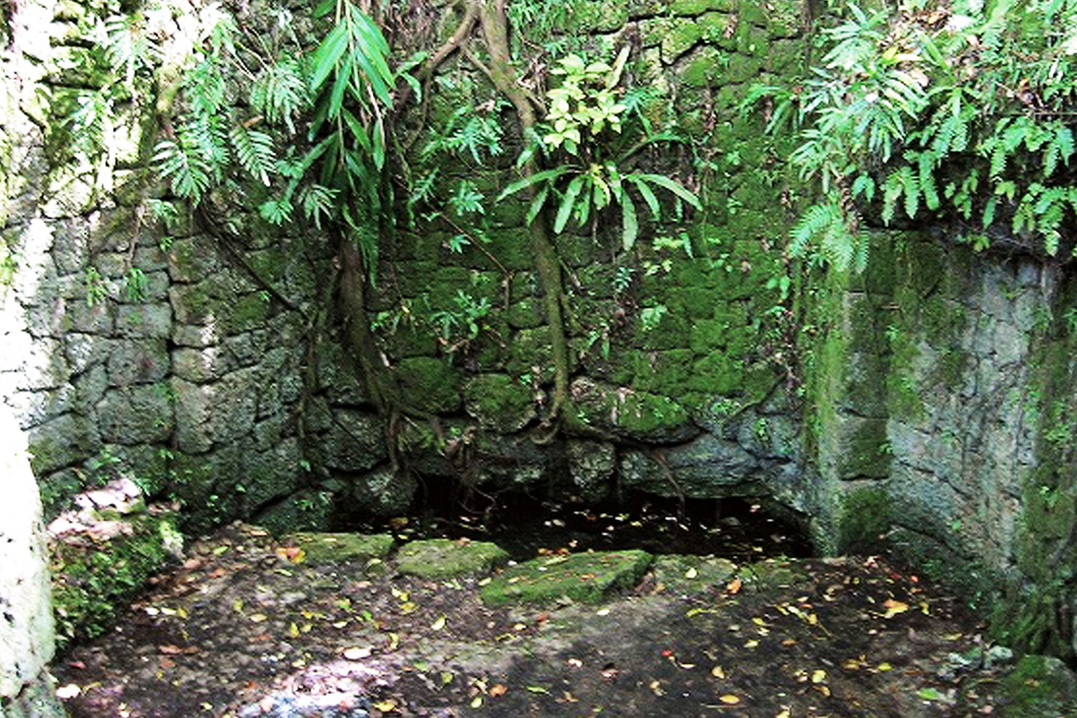 歴史ある大和井の石組みと周辺の緑