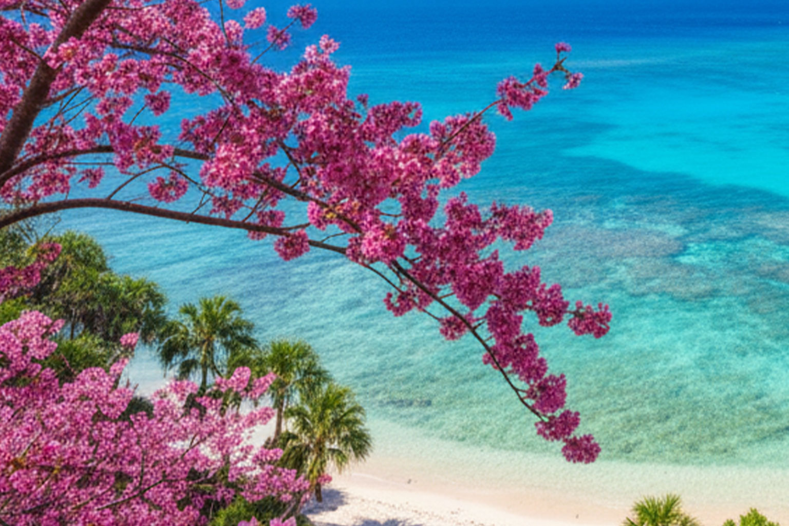 伊良部島の桜並木道から見える青い海との美しいコントラスト。桜の薄ピンクと宮古ブルーの共演